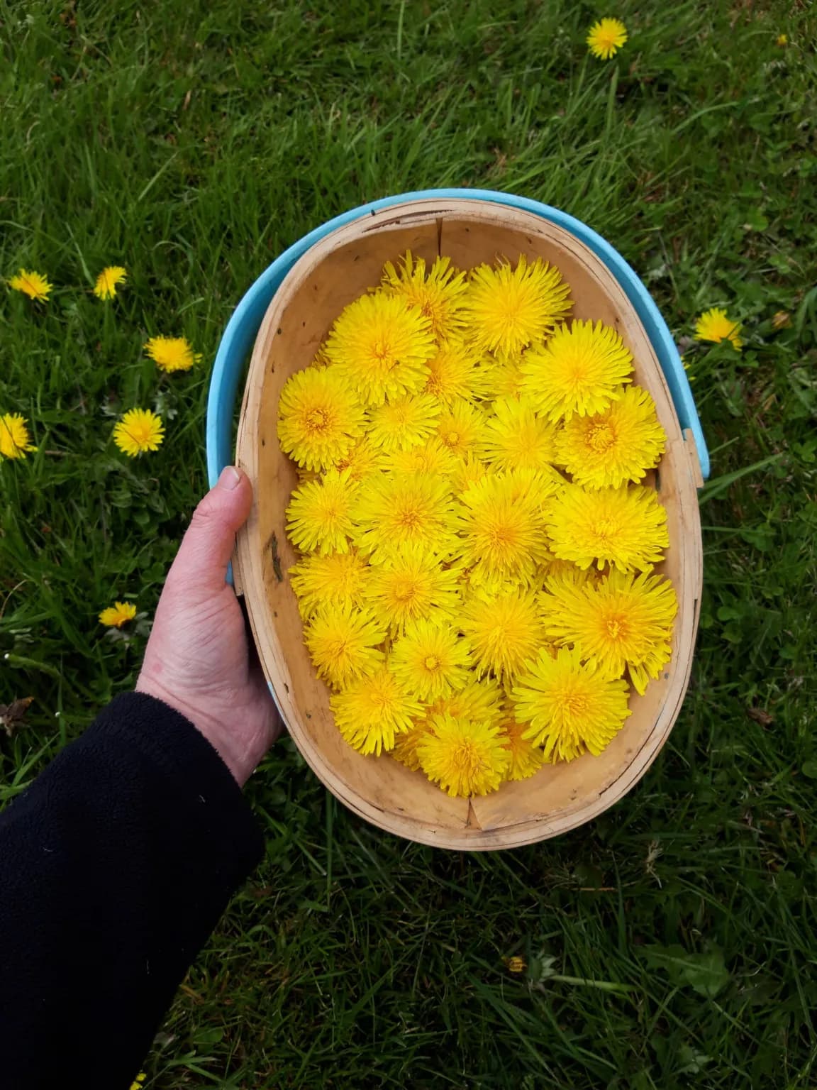 Dandelion heads