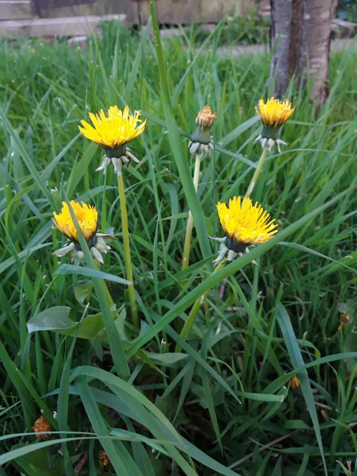 Dandelions