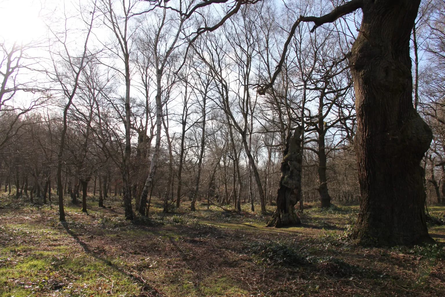Sherwood Forest