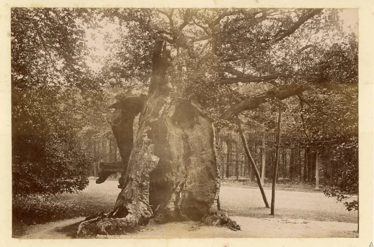 Sherwode oak tree