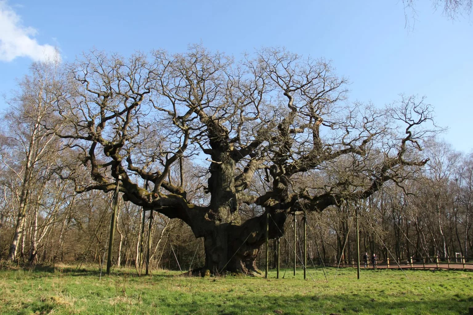 Major oak tree