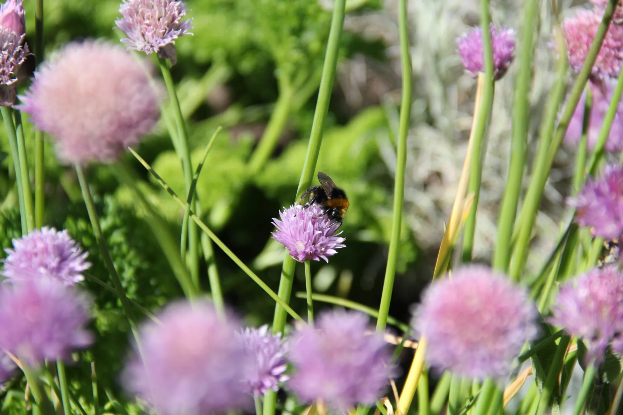 Five Things You Should Do In June