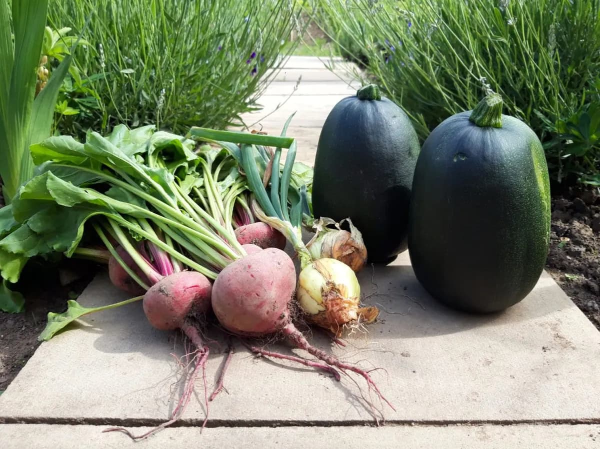 Five Things You Should Do In July