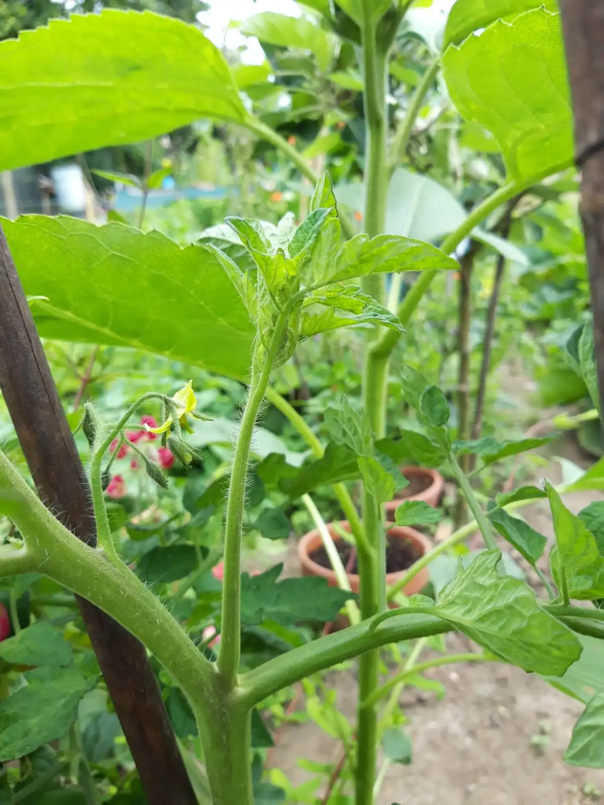 Tomato plants