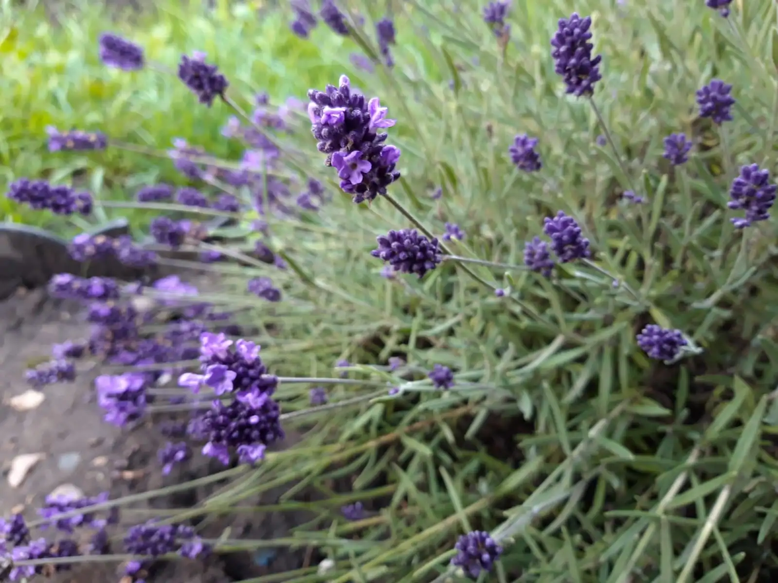 Lavender plant