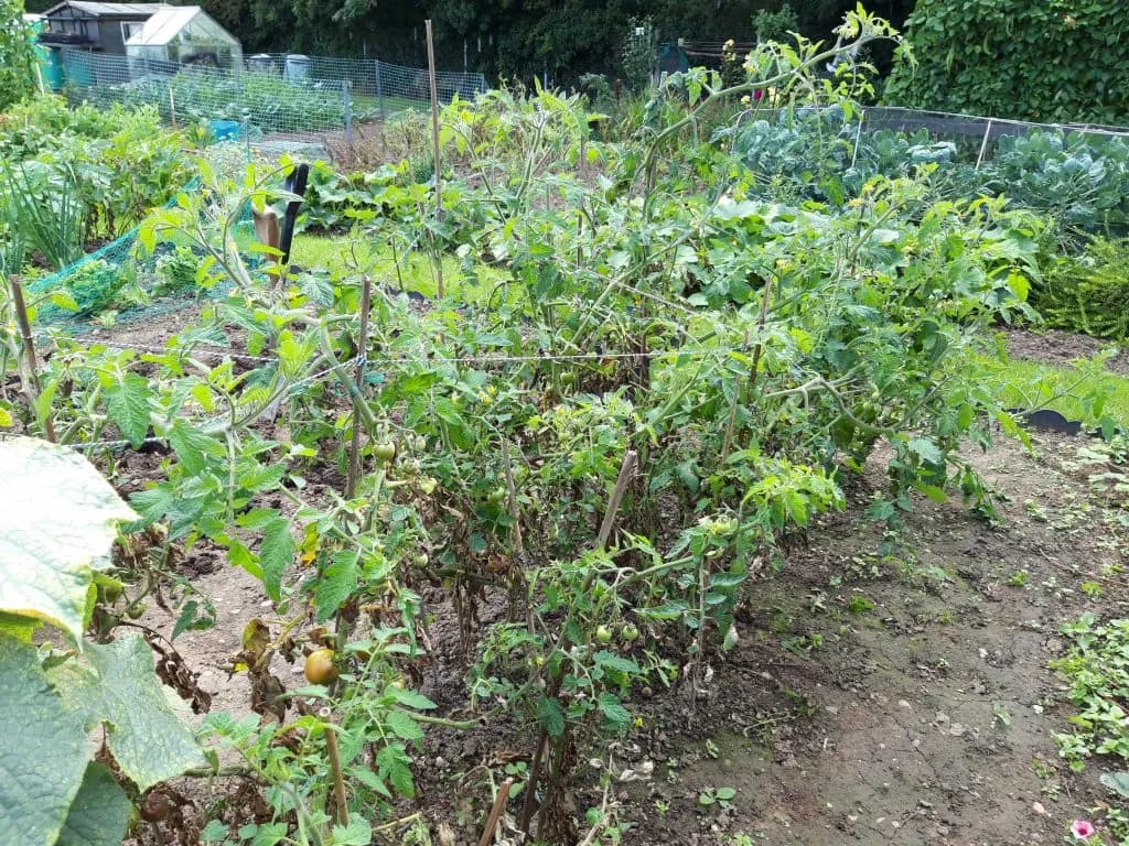 Be careful of blight