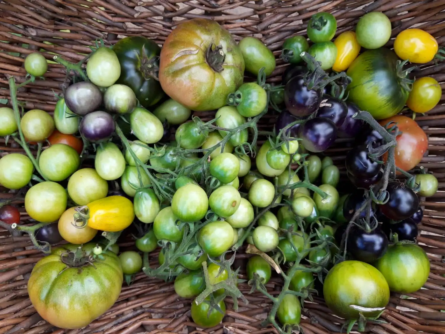 Fruit and vegitables