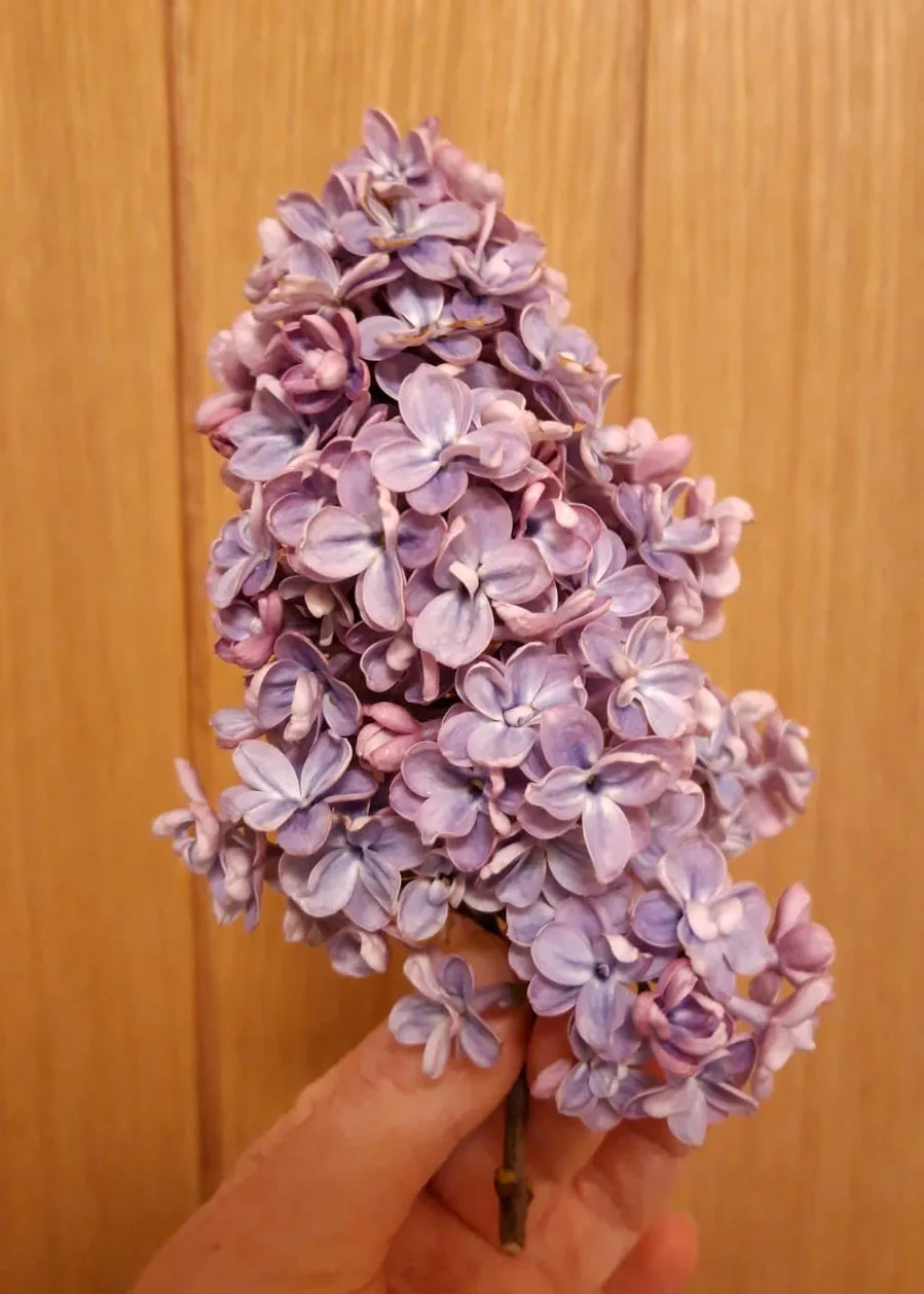 Lilac Plant