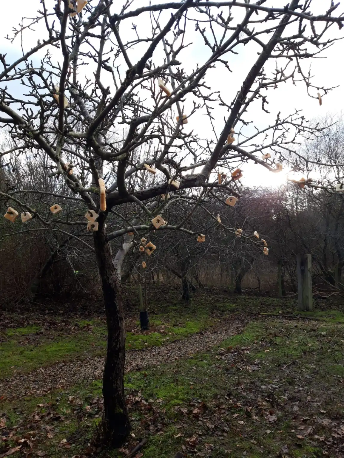 Apple tree wassailed